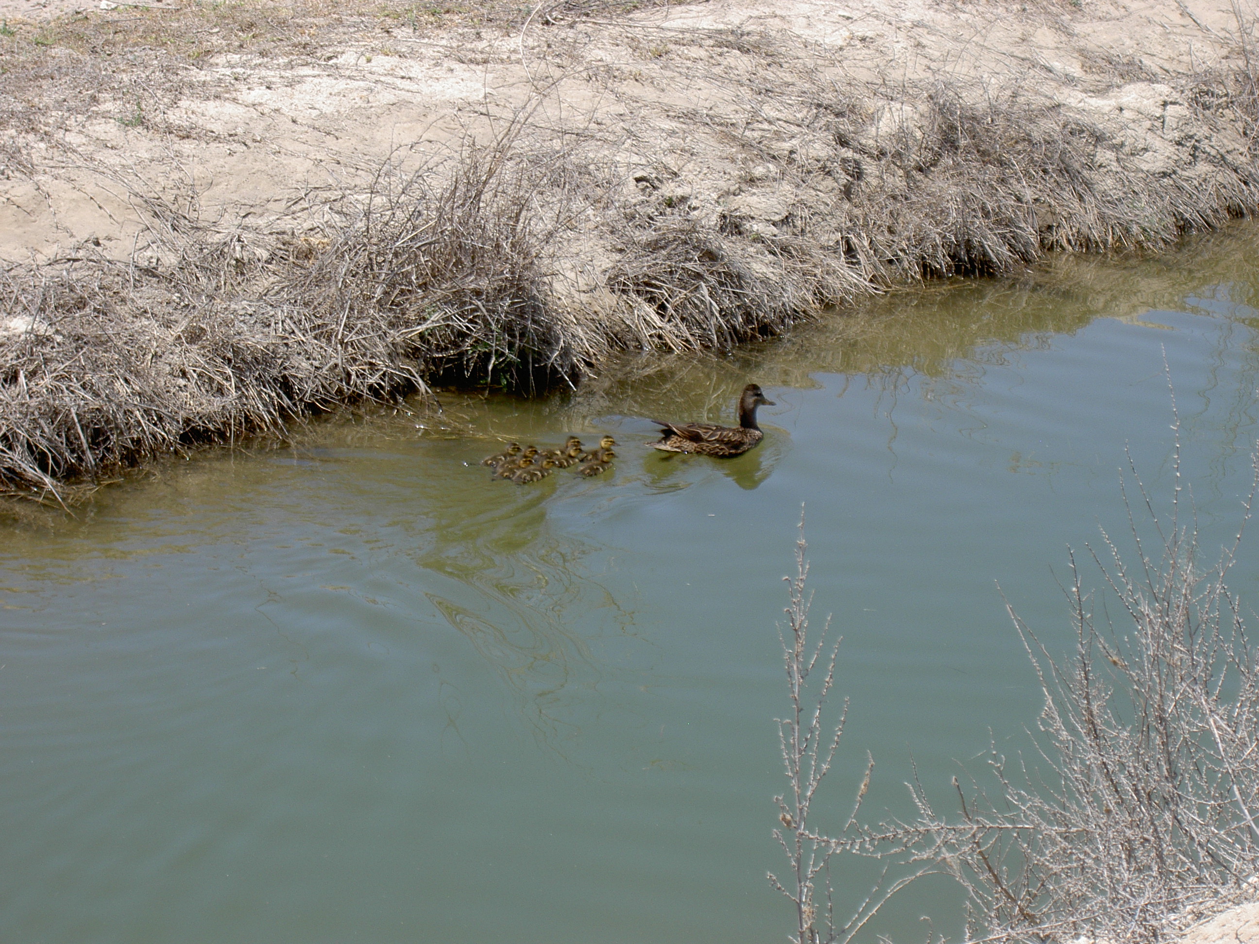 ducks 2 years in the oil sands ducks 2 years in the oil sands