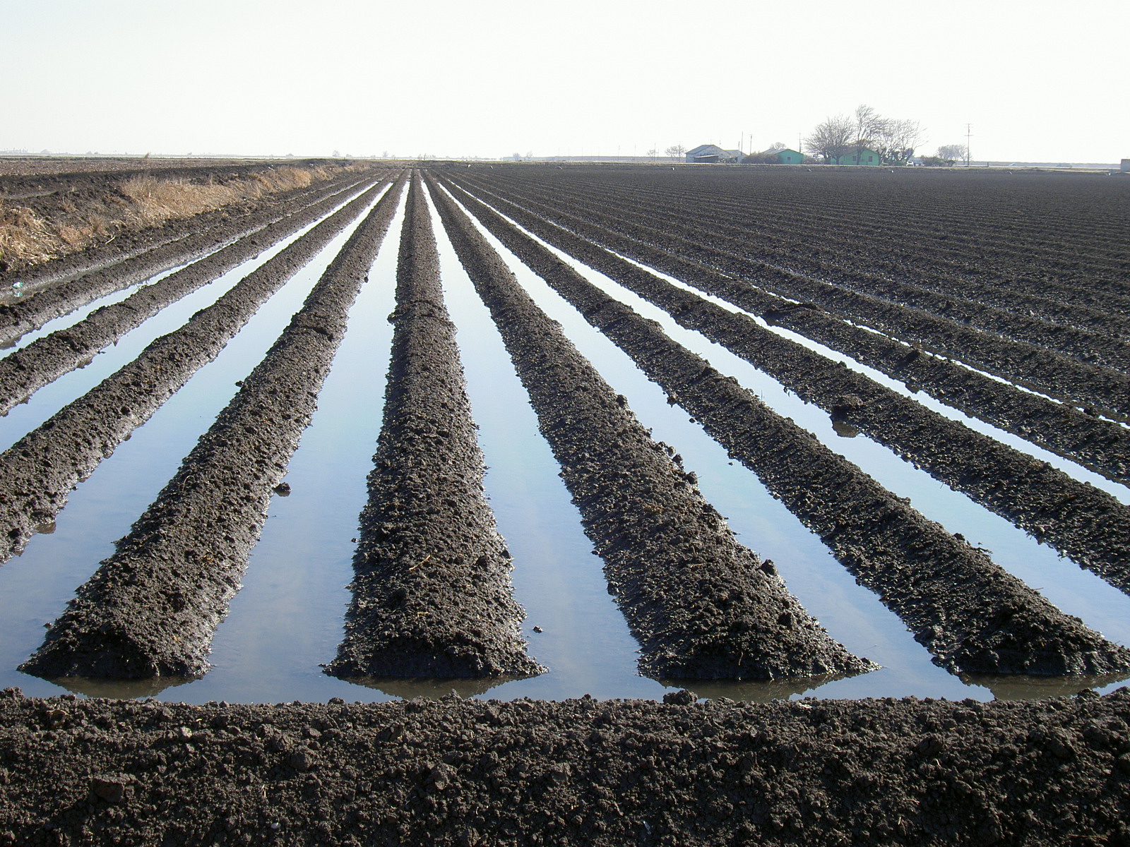 2007 02 Cotton Irrigation 001